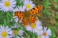 Polygonia c-album