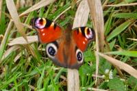Aglais io