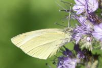 Pieris brassicae