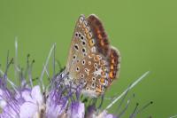 Polyommatus icarus