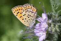 Lycaena tityrus