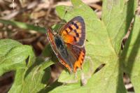 Lycaena phlaeas