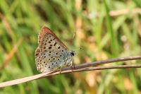 Lycaena tityrus