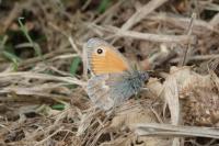 Coenonympha pamphilus
