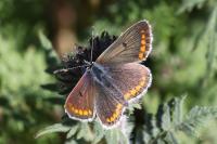 Aricia agestis