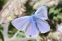Polyommatus icarus