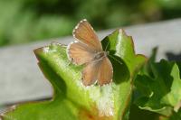Cacyreus marshalli