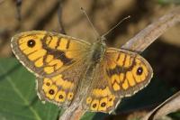 Lasiommata megera