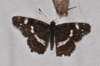 Araschnia levana