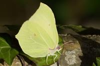 Gonepteryx rhamni