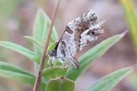 Cacyreus marshalli
