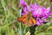 Ochlodes sylvanus
