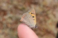 Lycaena phlaeas