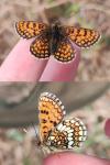 Melitaea parthenoides