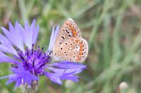Polyommatus icarus