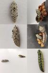 Pieris brassicae