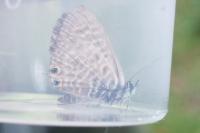 Leptotes pirithous