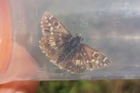 Pyrgus armoricanus