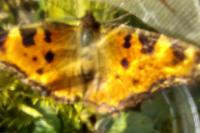 Nymphalis polychloros