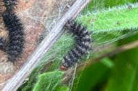 Melitaea cinxia