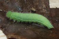 Lasiommata megera