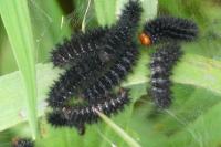 Melitaea cinxia
