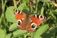 Aglais io