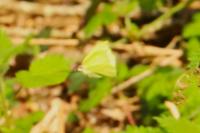 Gonepteryx rhamni
