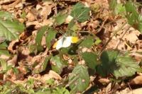 Anthocharis cardamines
