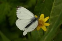 Pieris napi