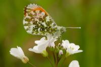 Anthocharis cardamines