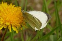 Pieris brassicae