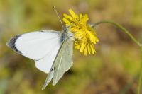 Pieris brassicae