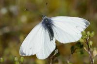 Pieris napi