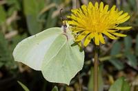 Gonepteryx rhamni