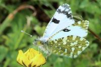 Euchloe crameri