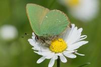 Callophrys rubi
