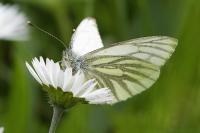 Pieris napi