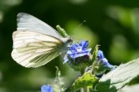 Pieris napi