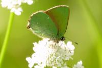 Callophrys rubi