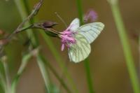 Pieris napi