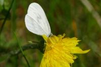 Leptidea sinapis