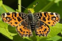 Araschnia levana