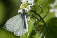 Pieris napi