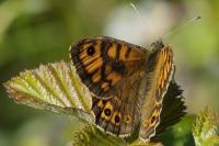 Lasiommata megera