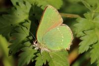 Callophrys rubi