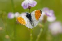 Anthocharis cardamines