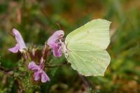 Gonepteryx rhamni