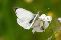 Pieris brassicae
