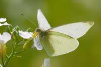 Pieris rapae